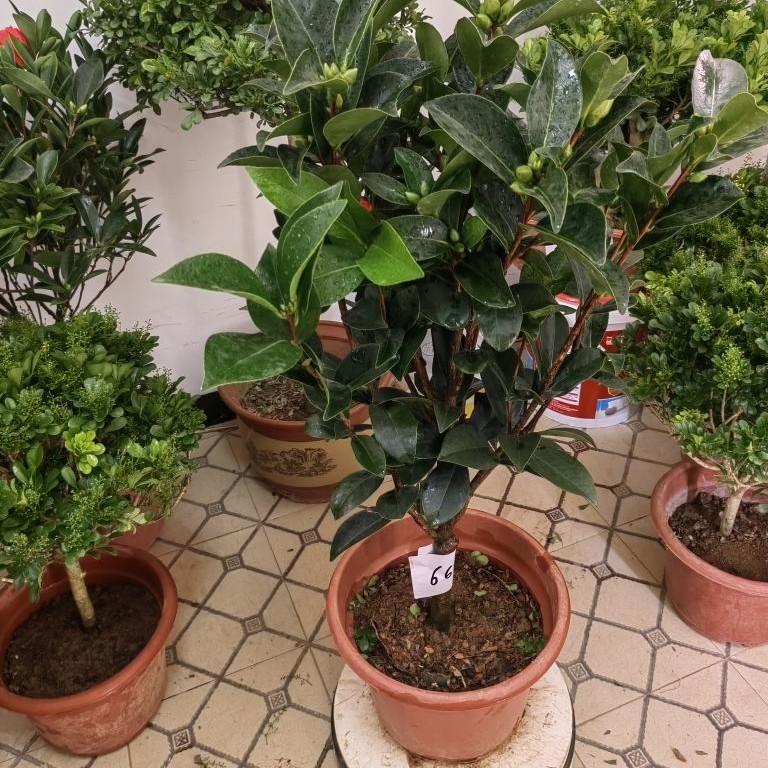 茶花丶七日夏星茶花丶独杆型茶花四季常青花期长易活