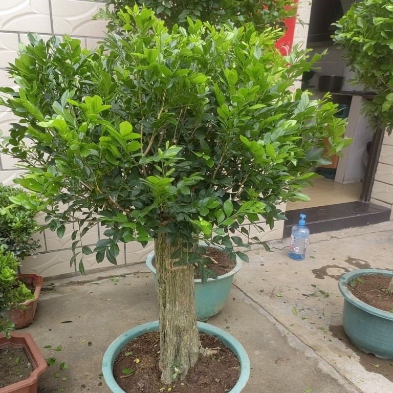 九里香老桩丶独杆子的九里香老桩盆景开花香原生老桩
