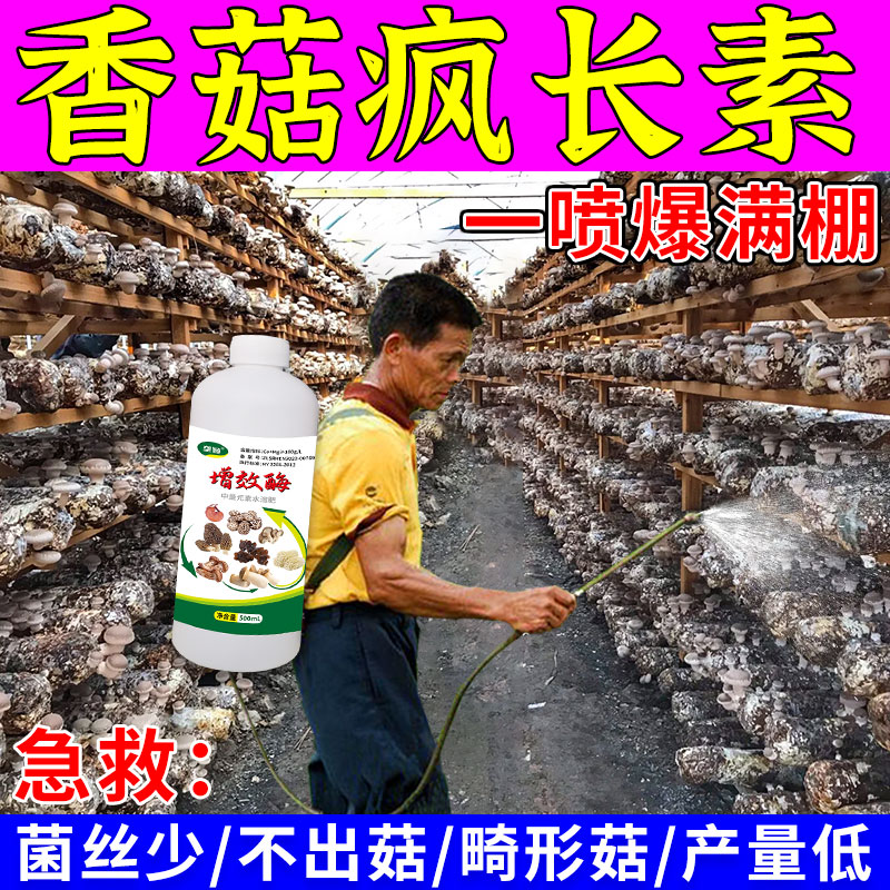 香菇专用肥【出菇多出菇快】强力催菇王增效酶香菇菌棒增产营养液