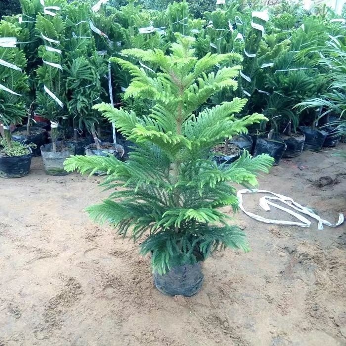 南洋杉盆栽南洋松大小树苗圣诞树盆景花卉绿植四季常青室内外植物