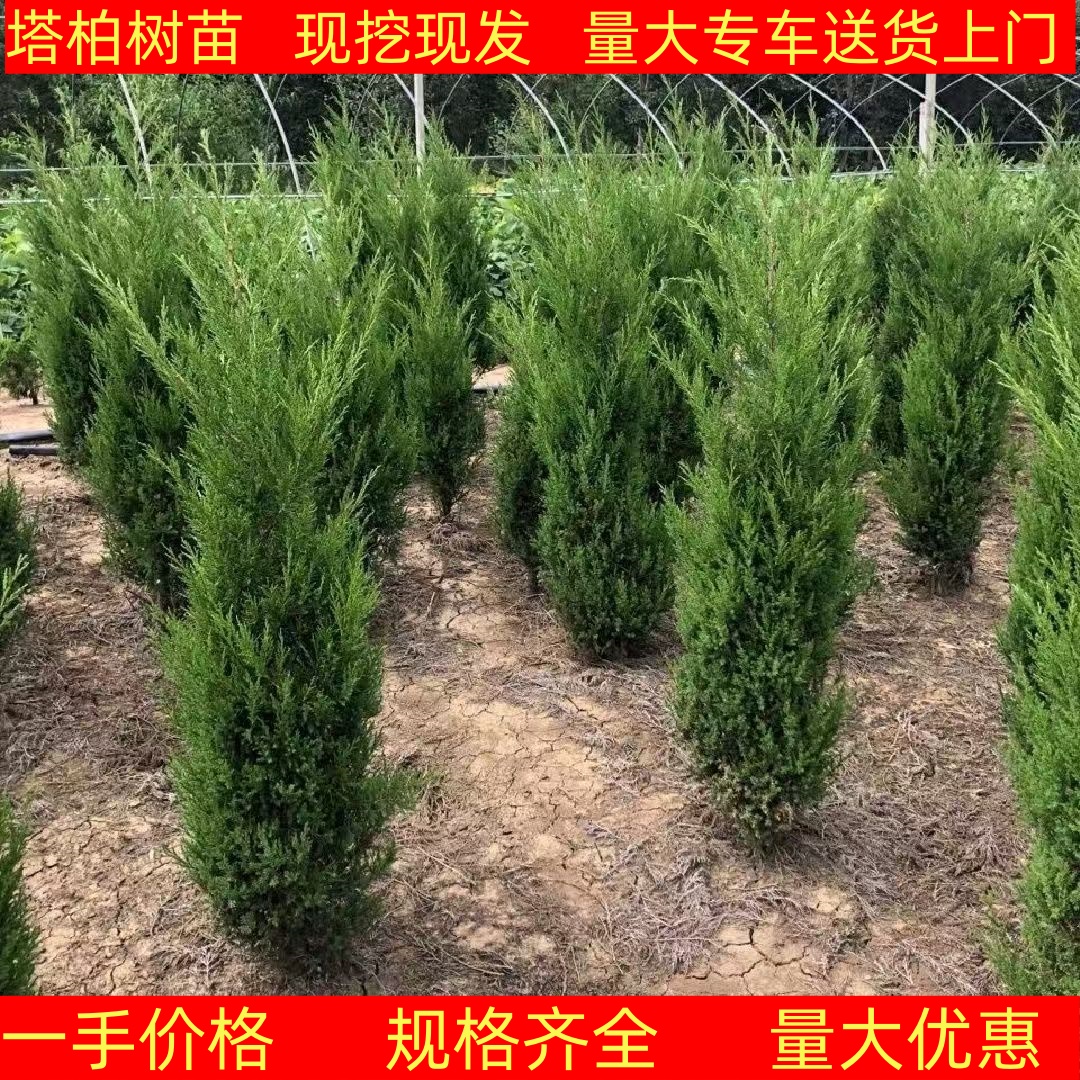 四季常青塔柏树苗蜀桧墓地松清明松 清明扫墓塔柏树苗盆栽地栽