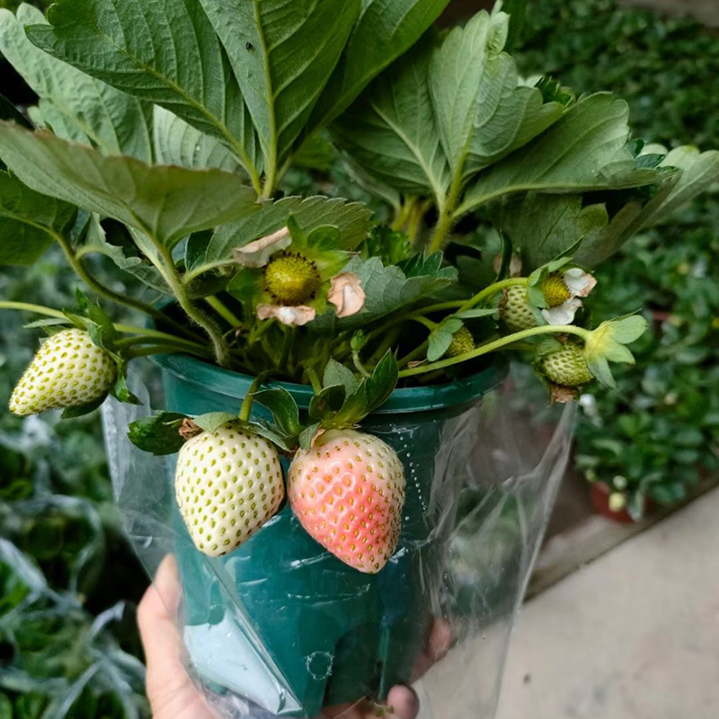 草莓盆栽可食用奶油草莓四季结果带花带盆大苗室内阳台好养活植物