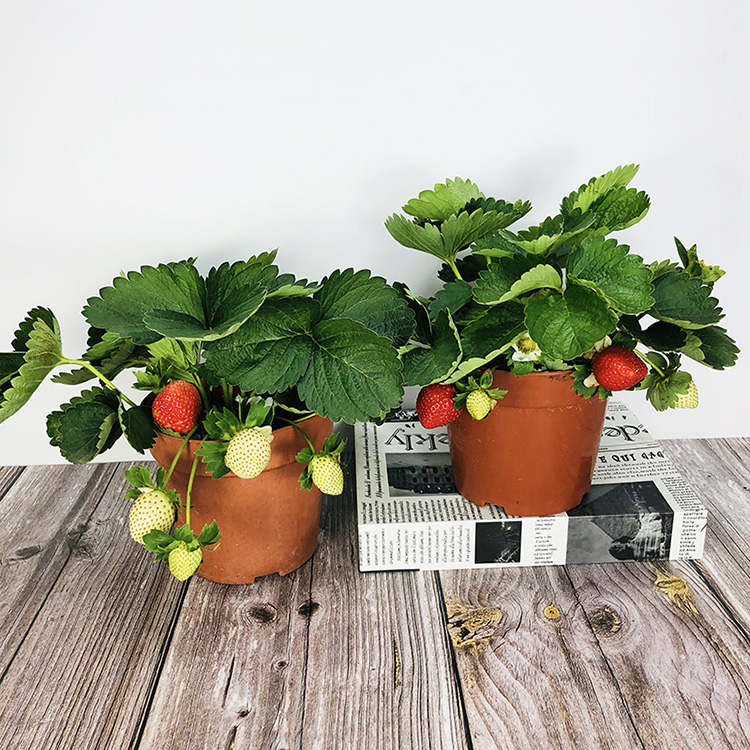 草莓盆栽可食用奶油草莓四季结果带花带盆大苗室内阳台好养活植物
