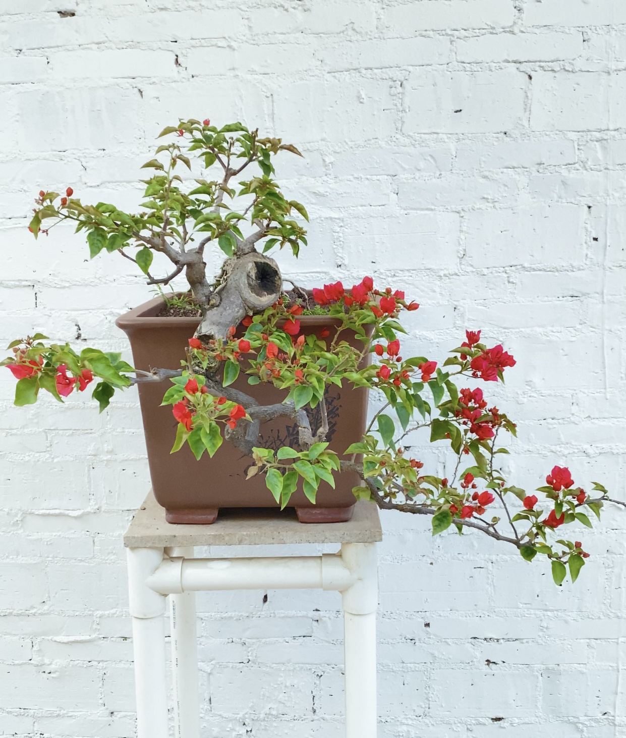 三角梅盆栽盆景素材 同安红脱盆土球包邮不包活。