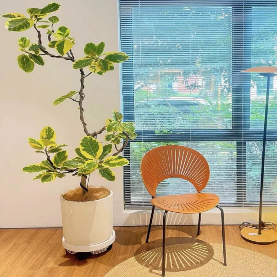 黄金榕青叶橡皮树盆栽室内大型绿植盆景北欧客厅绿植大型植物观叶