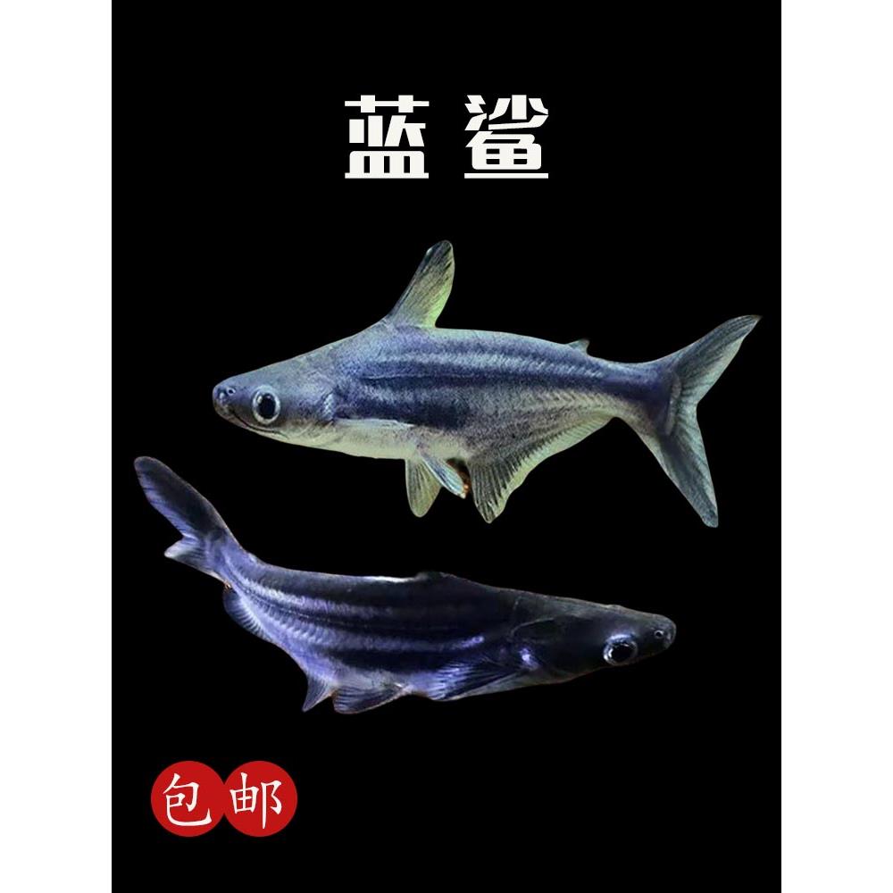 活体观赏鱼淡水蓝鲨鱼宠物鱼新手鱼好养的非海水鱼无攻击性可混养
