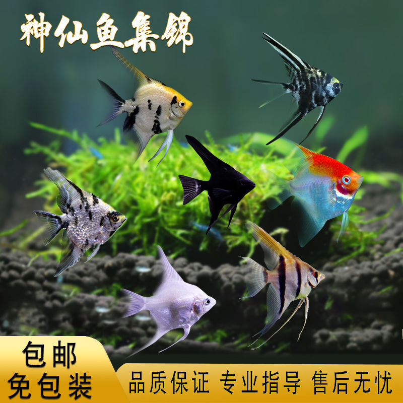 神仙鱼淡水热带鱼燕鱼秘鲁神仙小型鱼苗大号熊猫神仙鱼观赏小鱼