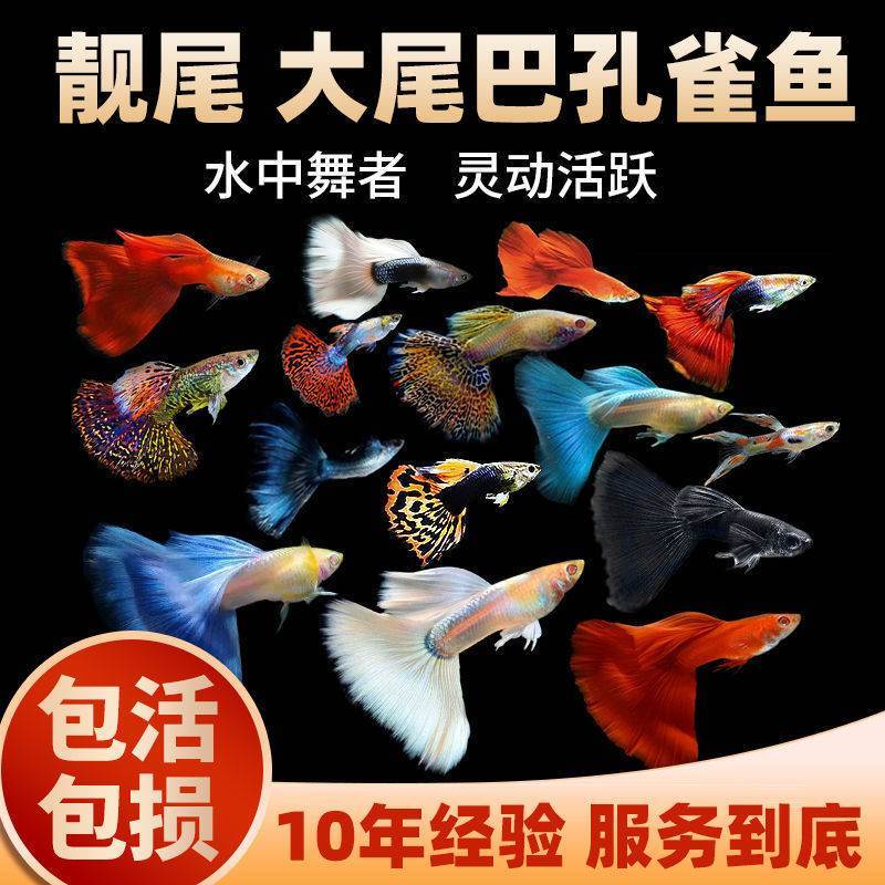 精品孔雀鱼好养小鱼活耐观赏鱼全红黄礼服天空蓝孔雀鱼繁殖孕母鱼
