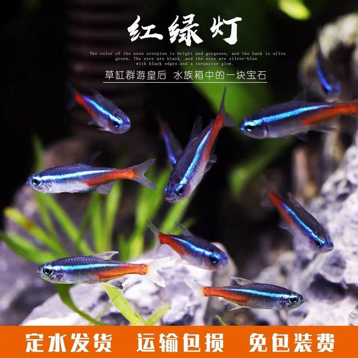 红绿灯鱼群游观赏鱼好养耐活热带鱼小型观赏鱼小型热带鱼孔雀鱼