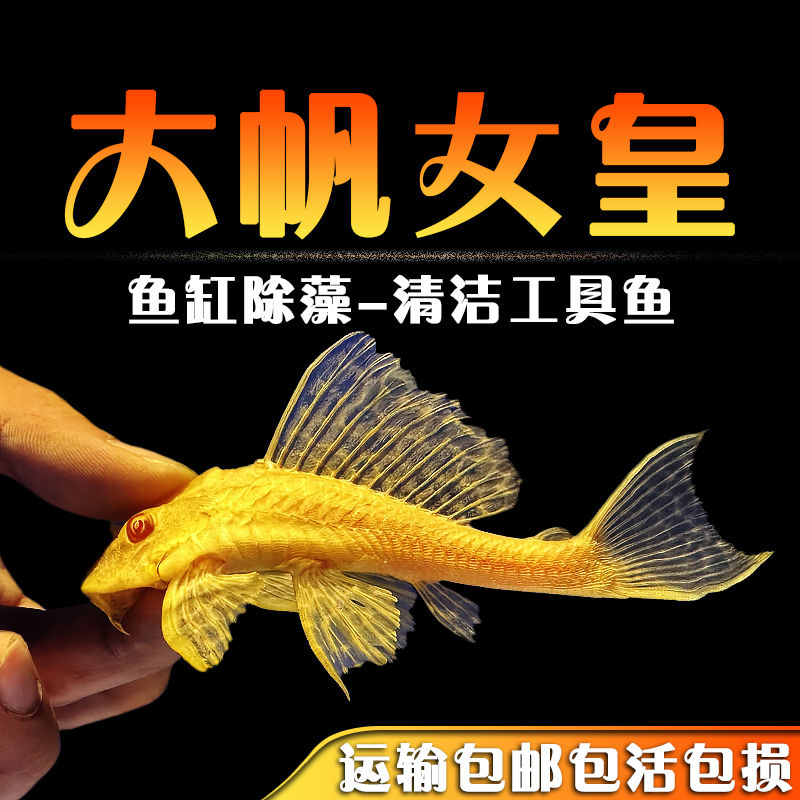 女王清道夫观赏鱼黄金红眼女皇金苔鼠活体鱼清理鱼缸垃圾粪便除藻