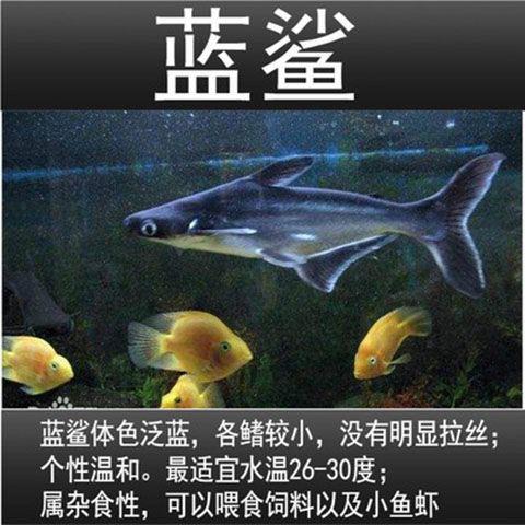 淡水鲨鱼小蓝鲨白化鲨蓝虎鲨观赏鱼热带鱼银龙配鱼套餐包邮包活