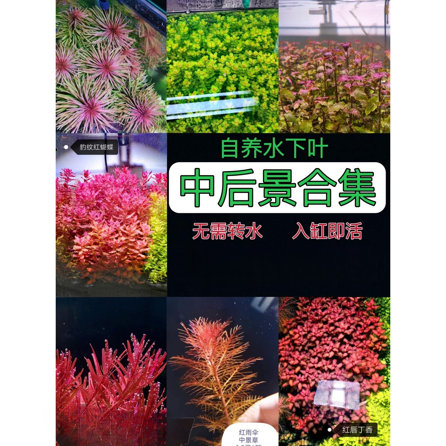 荷兰景草缸造景红色水草水下叶活体植物新手易养品种齐全淡水种植