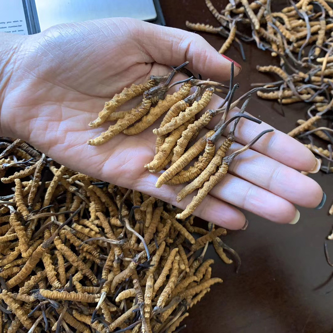西藏那曲冬虫夏草  2根/克  10克20到21根