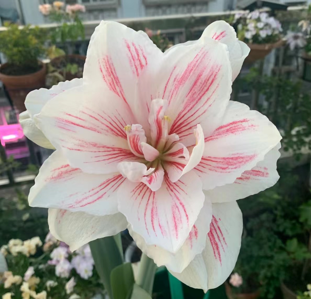 【水彩画】~青州品韵荷兰朱顶红种球重瓣精品