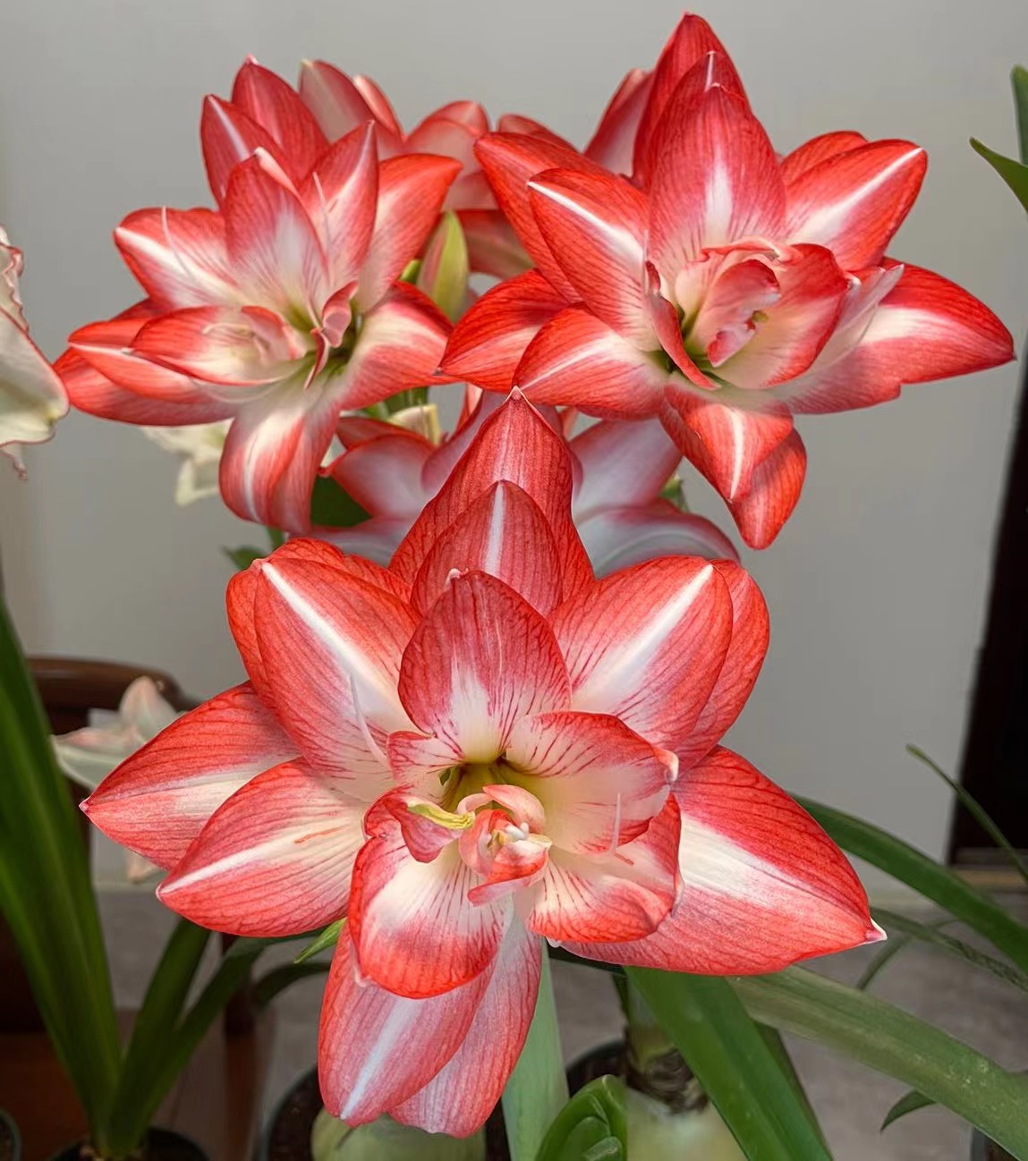 【花孔雀】~青州品韵进口朱顶红种球重瓣易复花易爆侧球扁表皮褐色