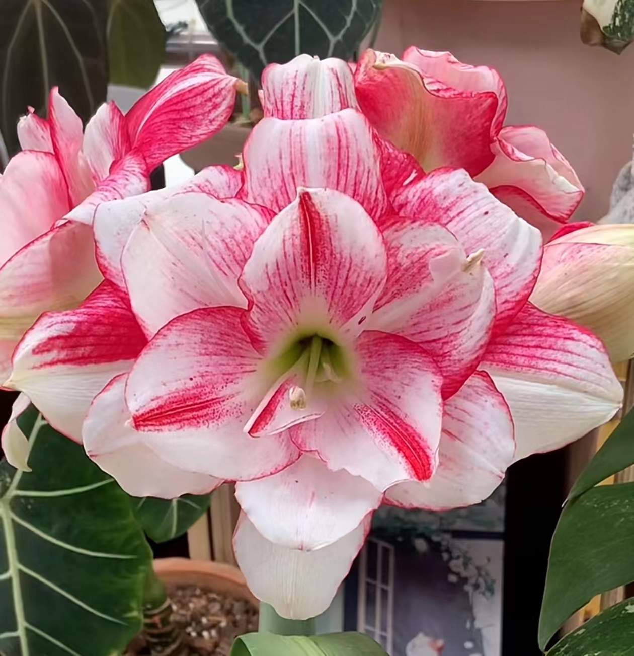 【瑞秋~澳朱】~青州品韵澳朱朱顶红大花基地球