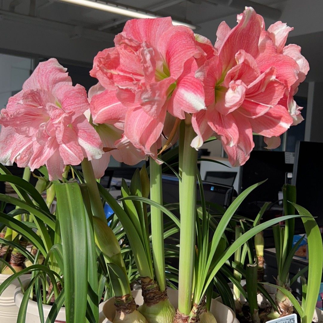 【玫瑰花样】~青州品韵南非朱顶红种球粉色重瓣精品