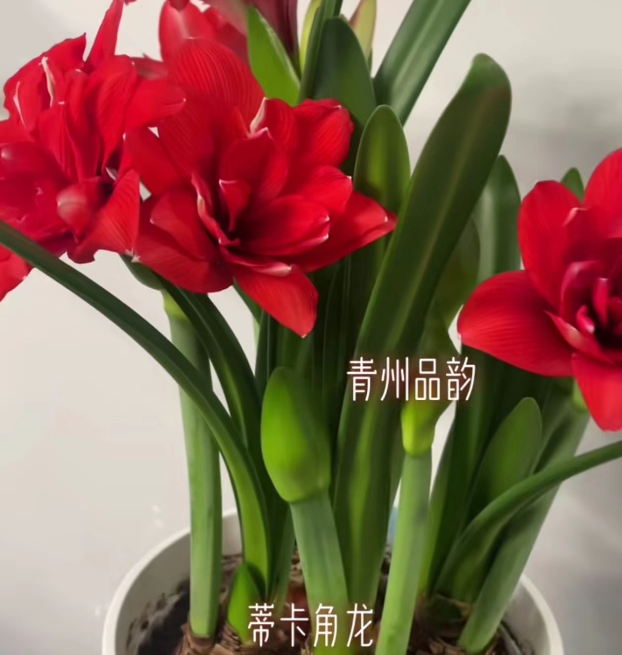 【蒂卡角龙-自然球】~青州品韵秘鲁朱顶红品种红色多瓣多花剑