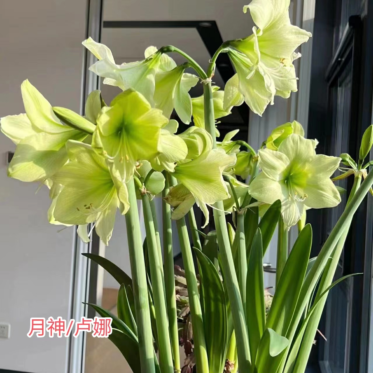 【卢娜/月神】~青州品韵荷兰朱顶红绿色单瓣