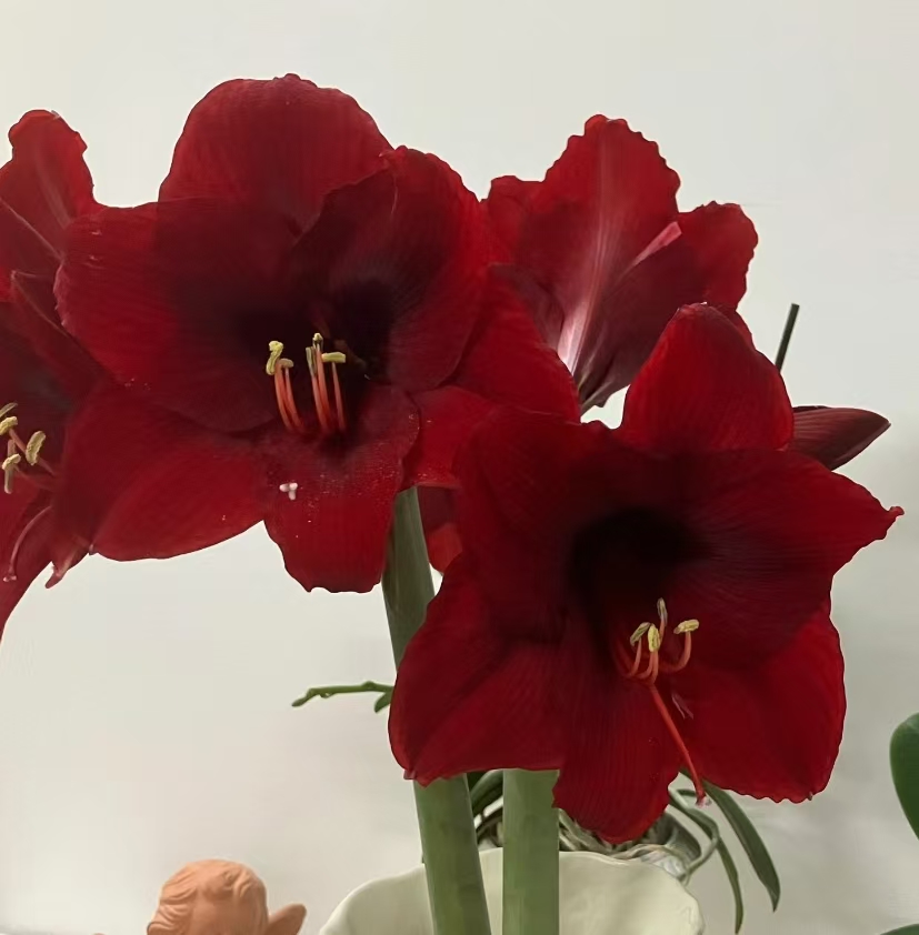 【安第斯狂热】~青州品韵秘鲁品种朱顶红自然球