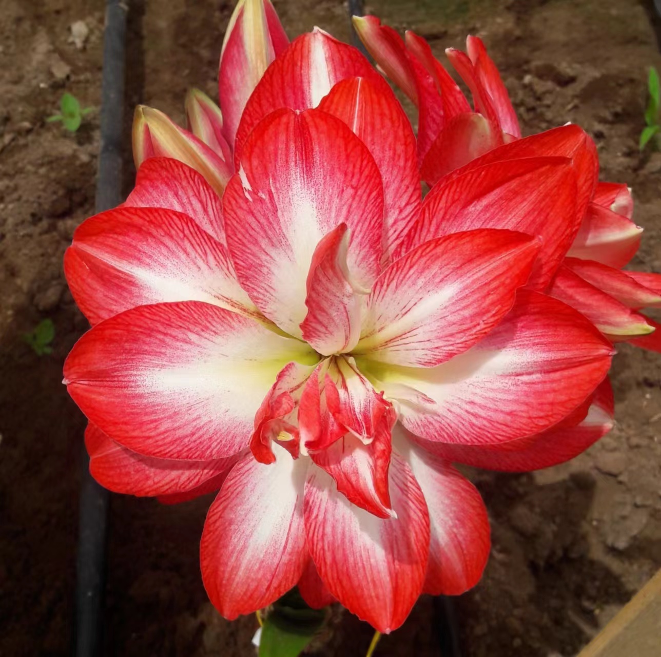 【蒂卡舞曲/梦露/莎拉】~青州品韵秘鲁朱顶红新品蒂卡系列大花