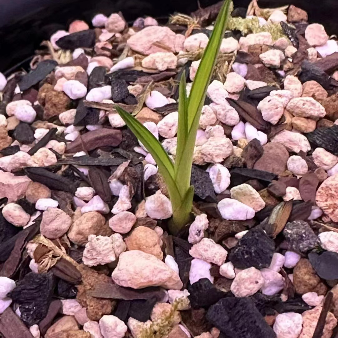 绿植园艺 惠兰中途价格4800