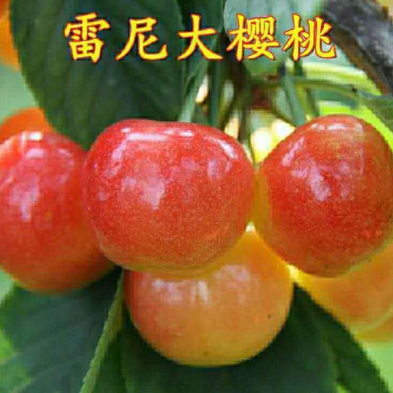 樱桃树苗嫁接雷尼大樱桃苗福晨樱桃苗盆栽地栽南北方种植结果