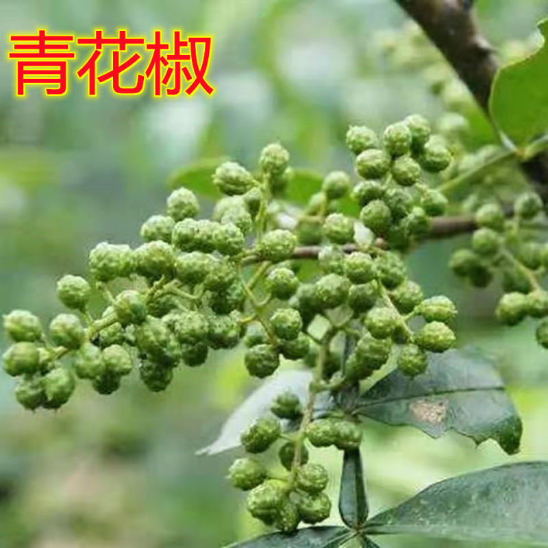 花椒树苗特麻青花椒食用麻椒南北方种植新品种盆栽地载