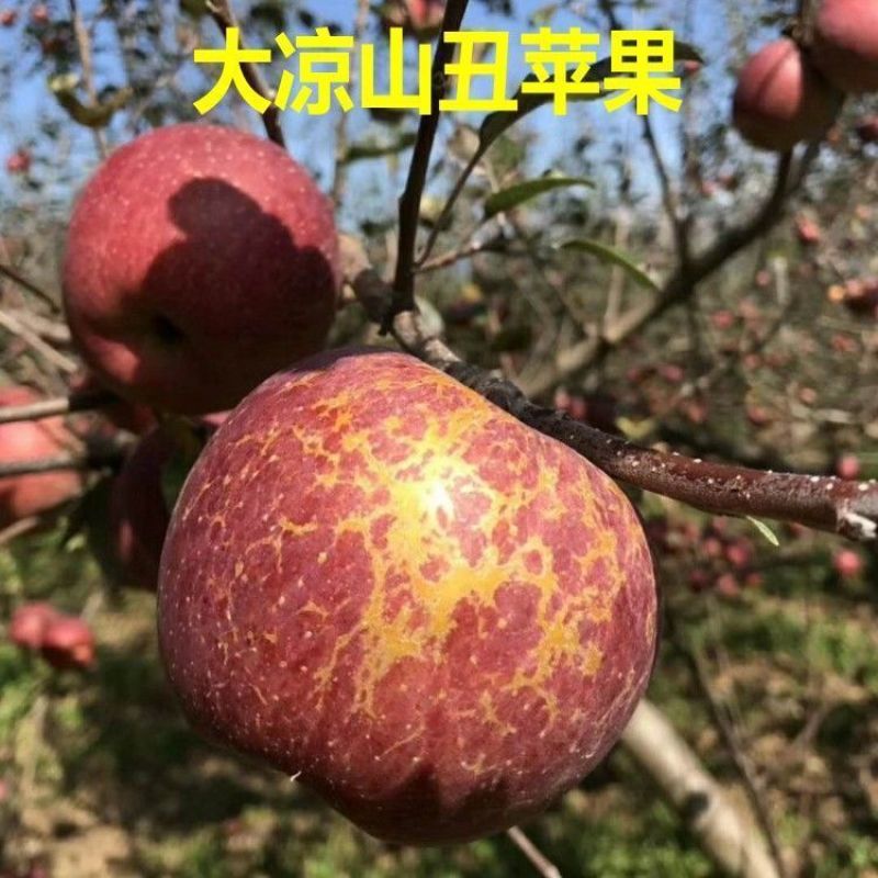 新品种苹果嫁接苗冰糖心丑苹果树苗脆甜苹果苗南北方种植结果