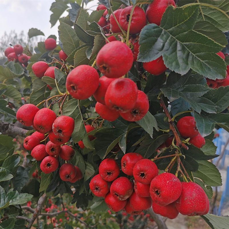 山楂树苗新品种地栽庭院盆栽阳台大五棱大金星结果苗无核山楂苗