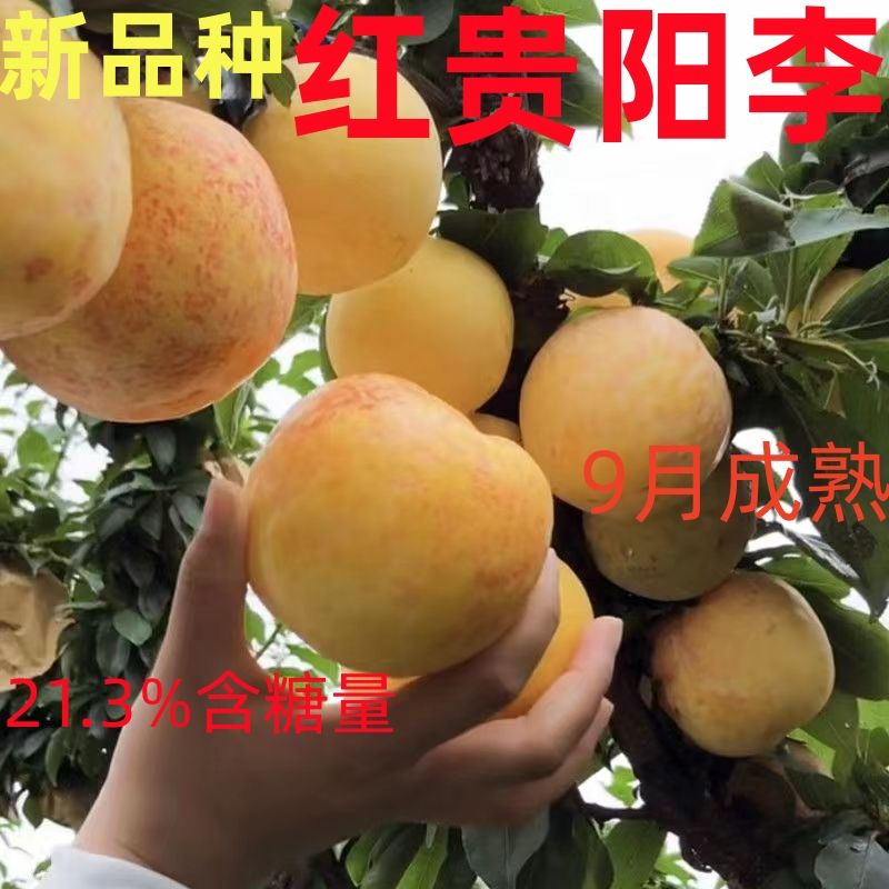 新品种特大晚熟红贵阳李子树苗 嫁接李子苗 南方北方种植耐寒易活