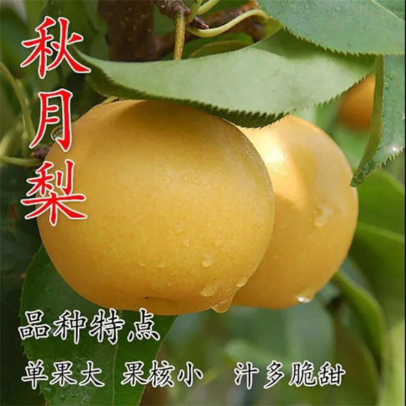 秋月梨树苗 梨苗 引进品种嫁接 汁多酥脆甘甜产量高 自花结实易管