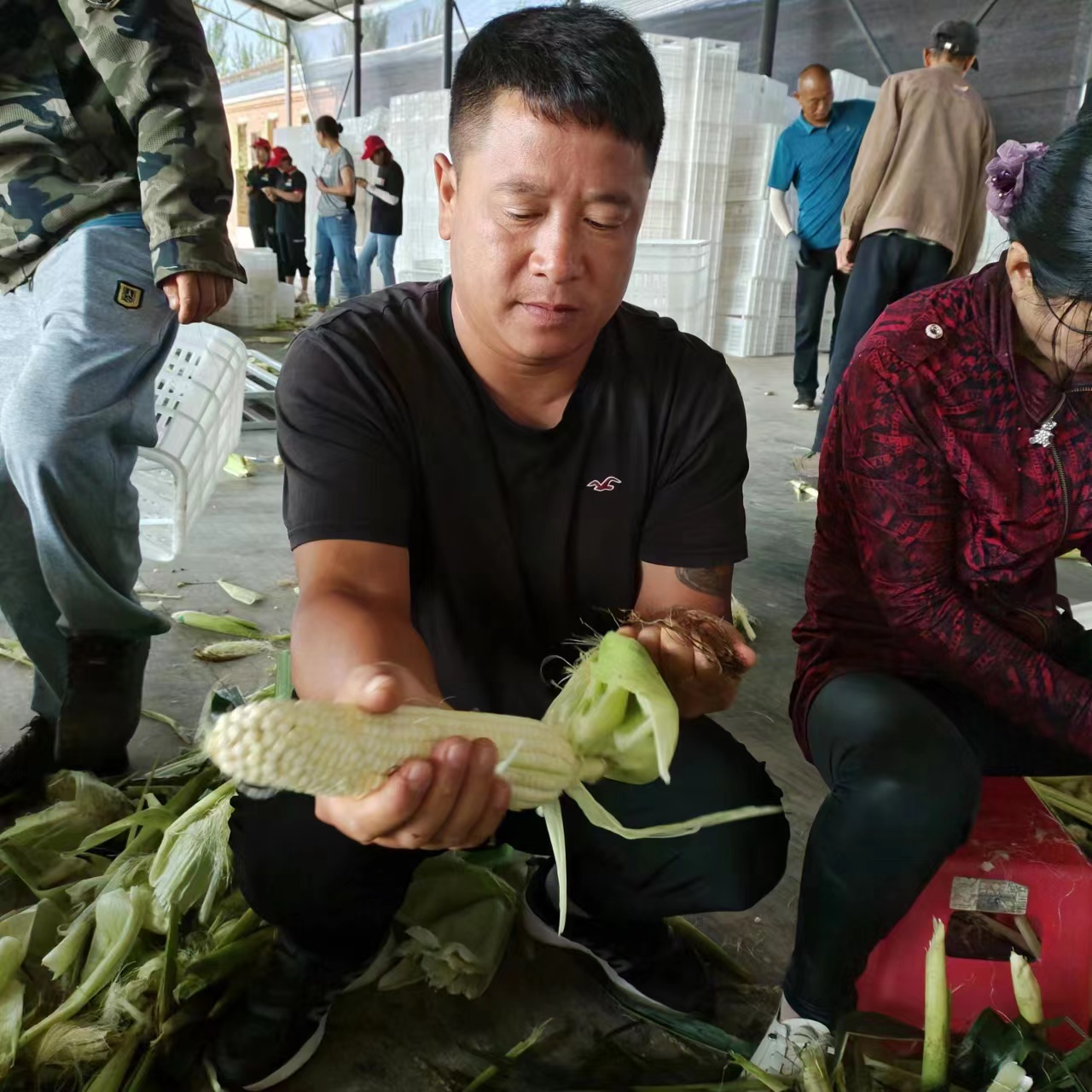 2025年东北五常原产地鲜食白糯玉米260g 8棒