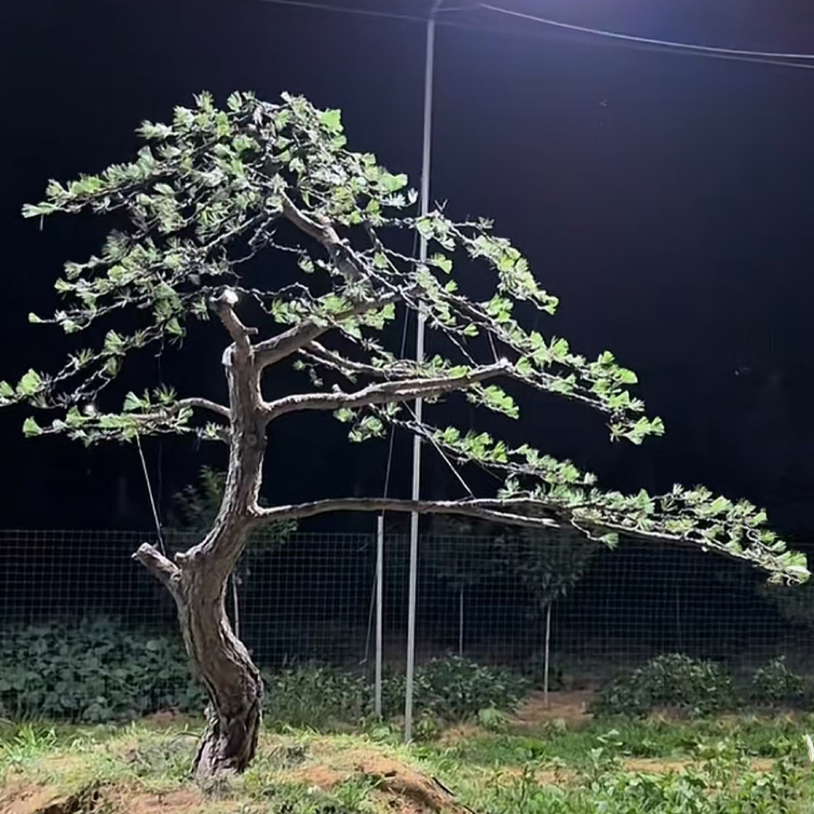 庭院景观松  山采黑松    直播间一物一拍