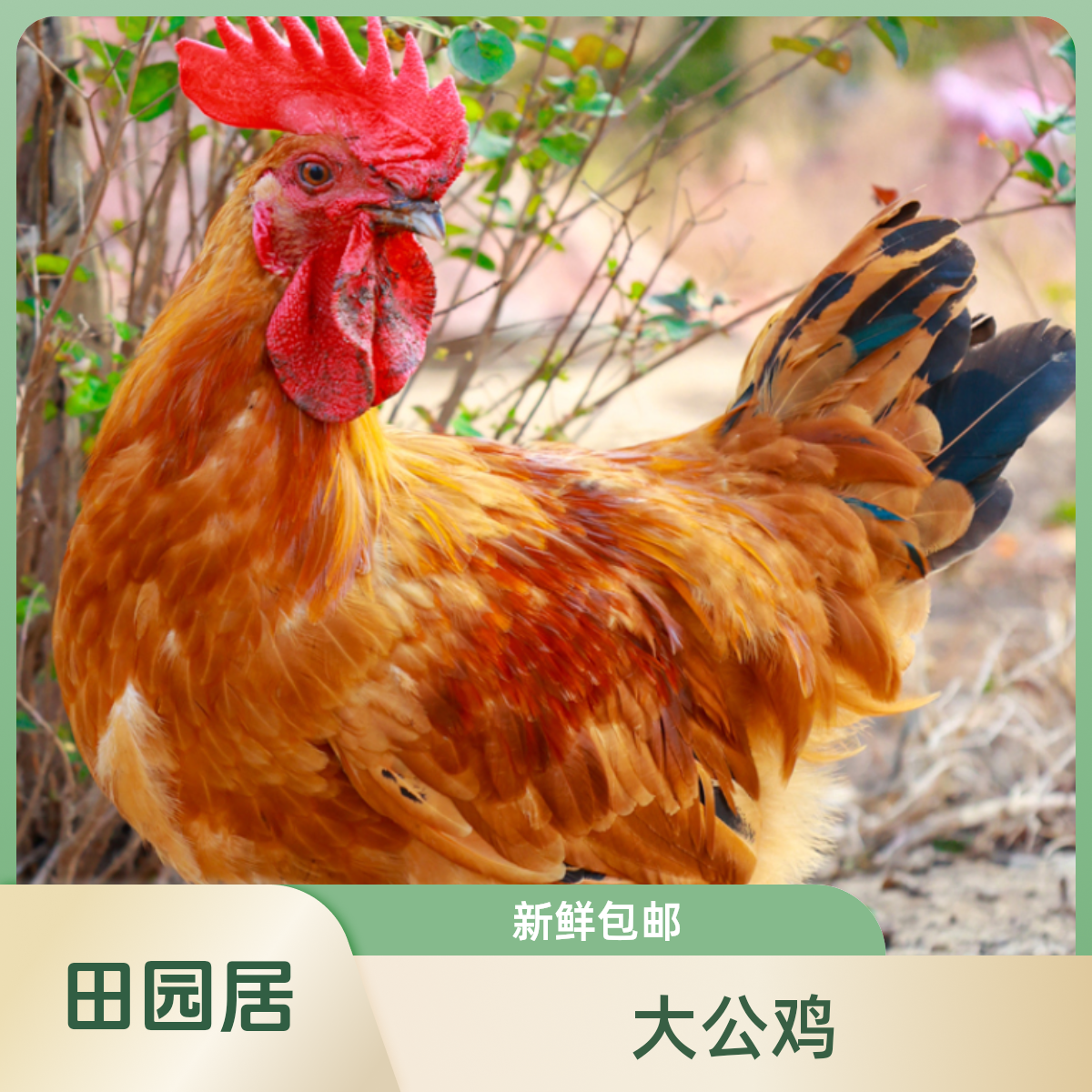 【田园居】老母鸡大公鸡组合
