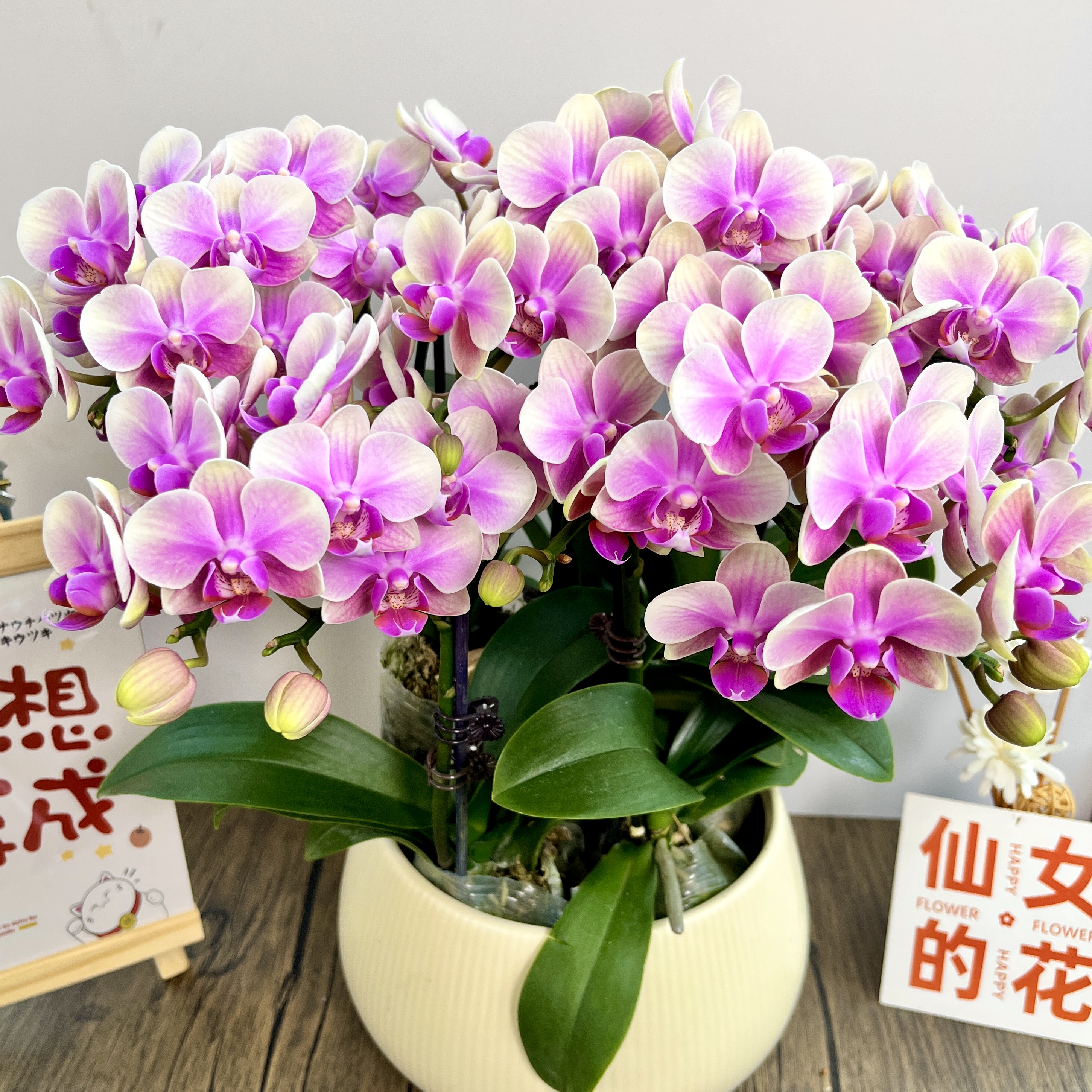 蝴蝶兰【七色彩虹】组盆高品质叶片碧绿长花剑经典基地直发优质