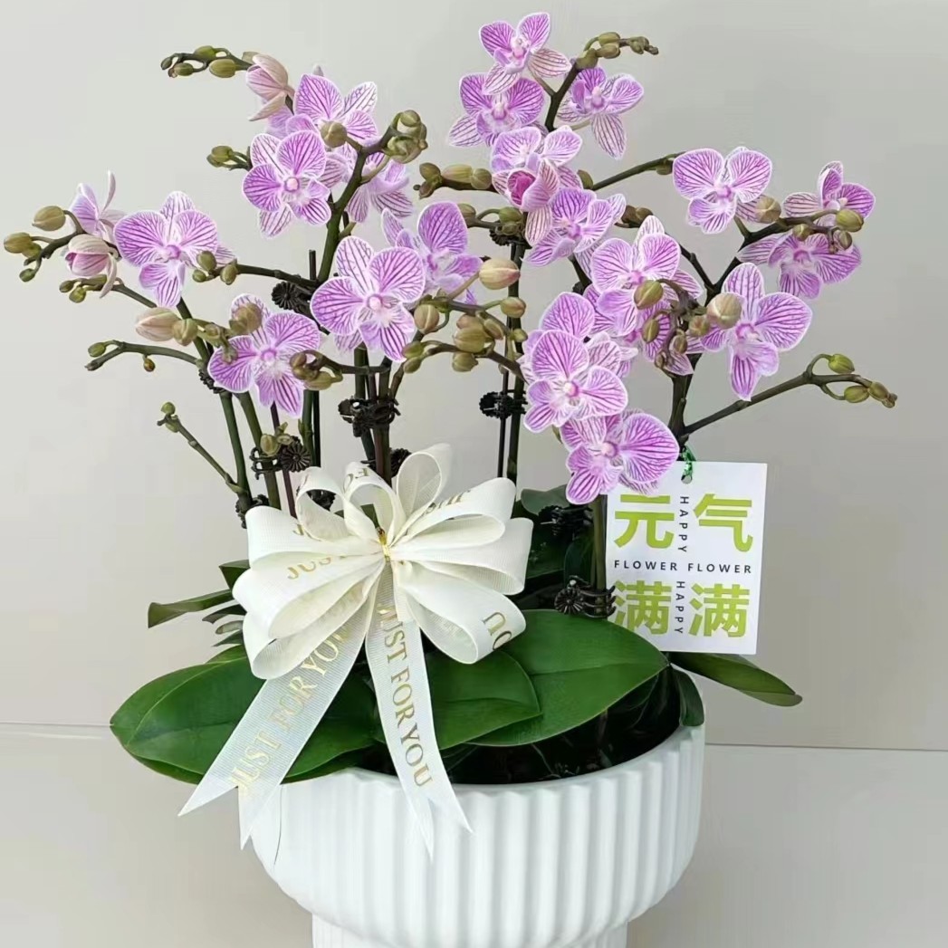 蝴蝶兰【浪漫樱花】2.8杯优质鲜花粉色带花净化阳台美观室内客厅