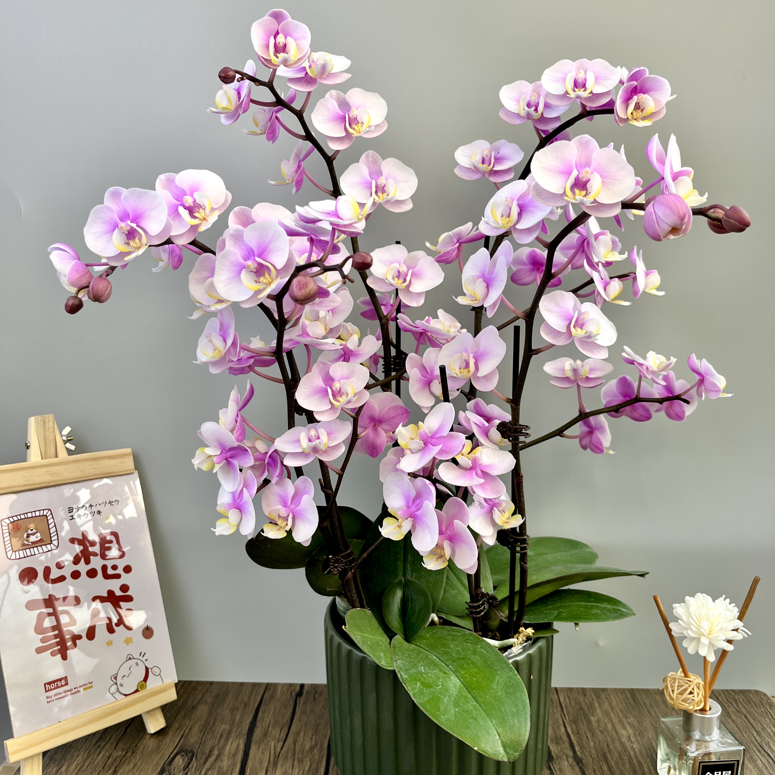 【情人小梅花】2.8寸杯高品质蝴蝶兰 叶片碧绿 室内观赏 基地直发