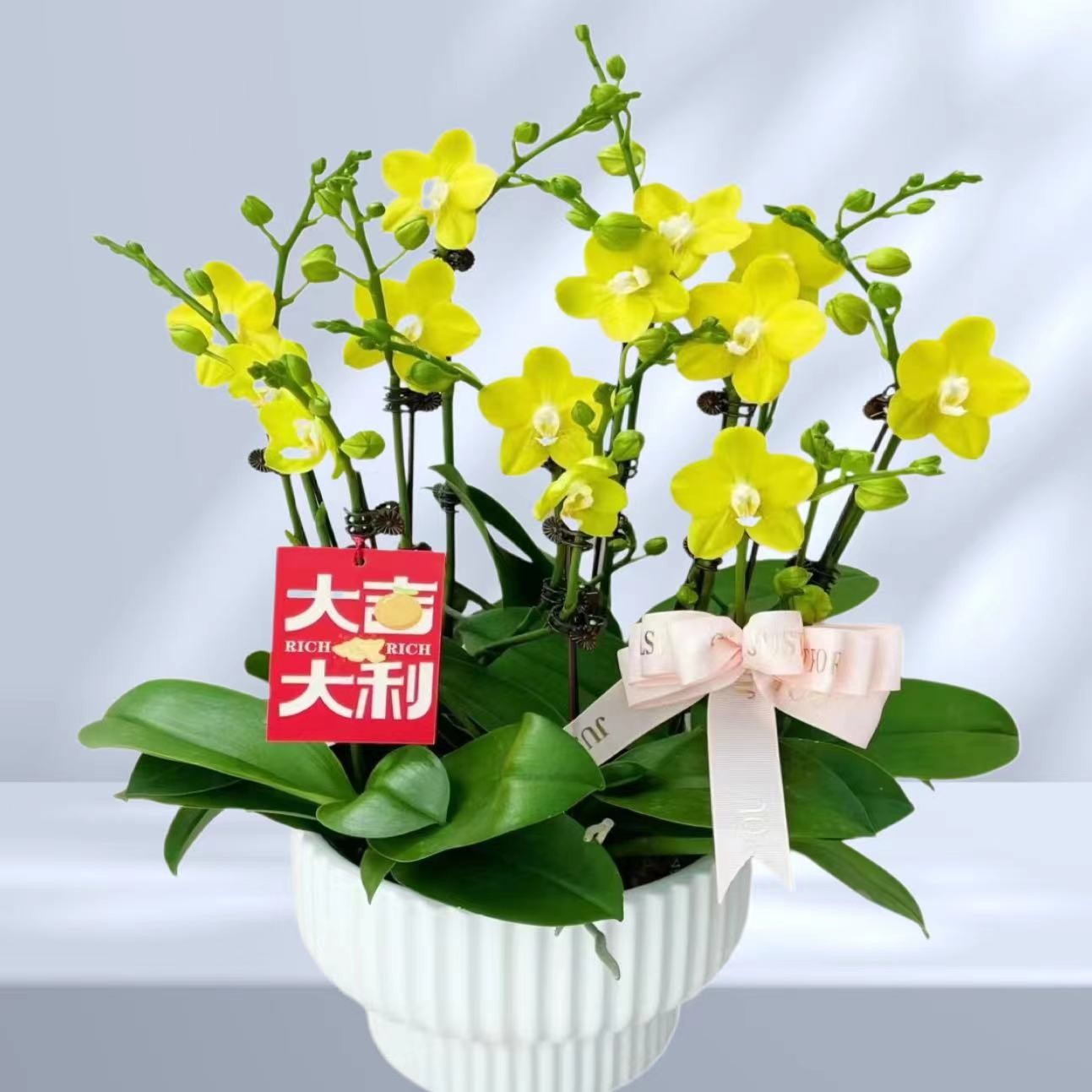 蝴蝶兰【黄金海岸】黄色美观高品质 花期长 叶片碧绿 室内好养 品牌