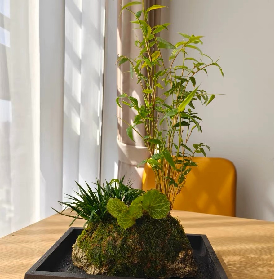 观山悦吸水石盆景一物一拍，点击对应付款即可