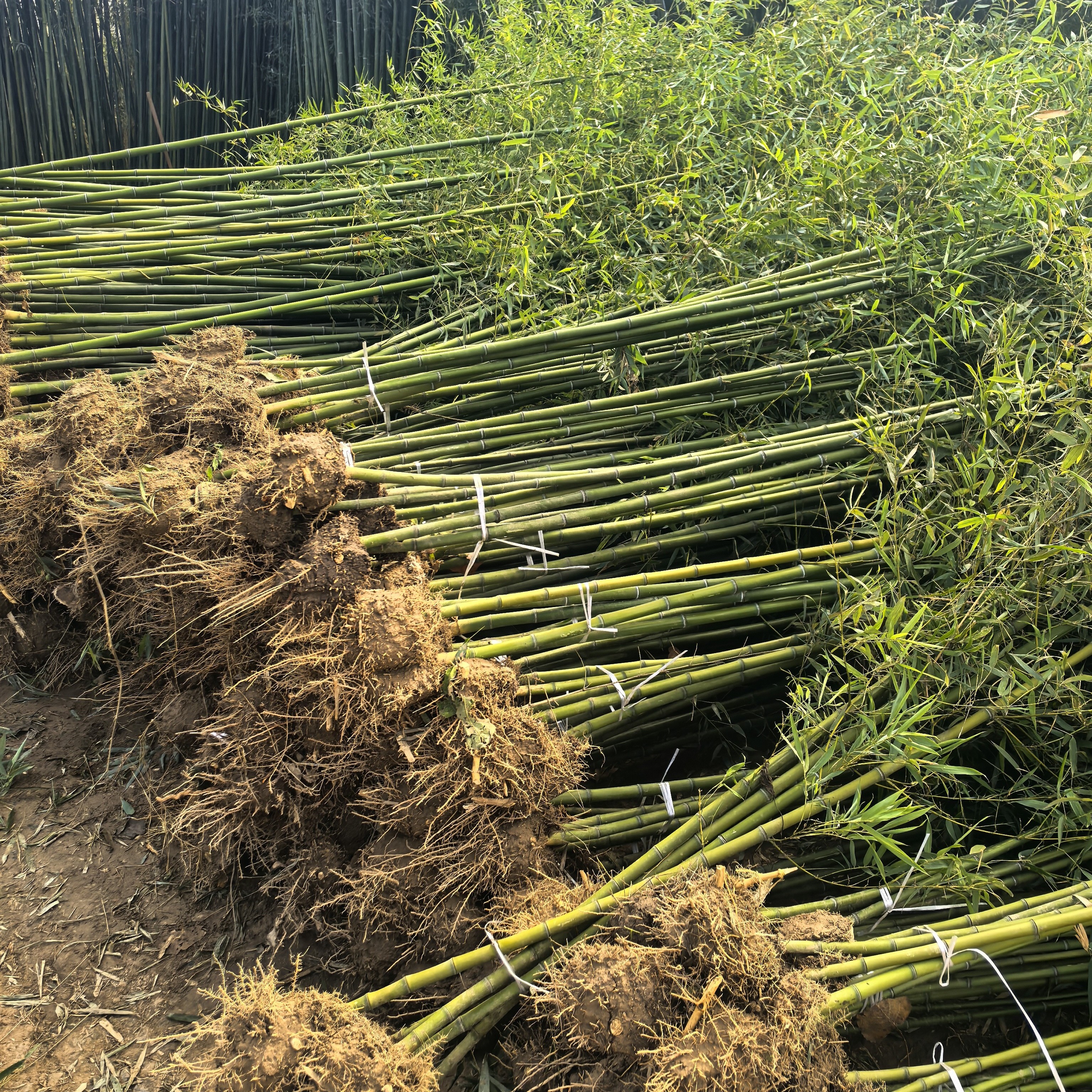 毛竹树苗现挖竹苗楠竹根竹子苗巨龙竹竹苗楠竹苗大型毛竹苗雷笋苗