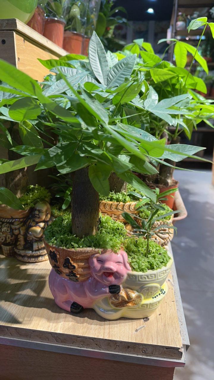 精品发财树，含义招财进宝，事业高升，平安幸福