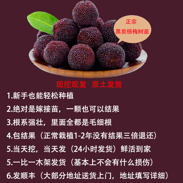 杨梅树苗发货柿子苗枣子苗李子苗直播间一物一拍优质树苗木架打包