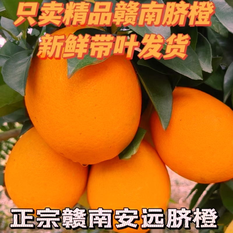  正宗赣南脐橙农家自种皮薄果园直供现摘现发5/10/20带箱新鲜爆汁