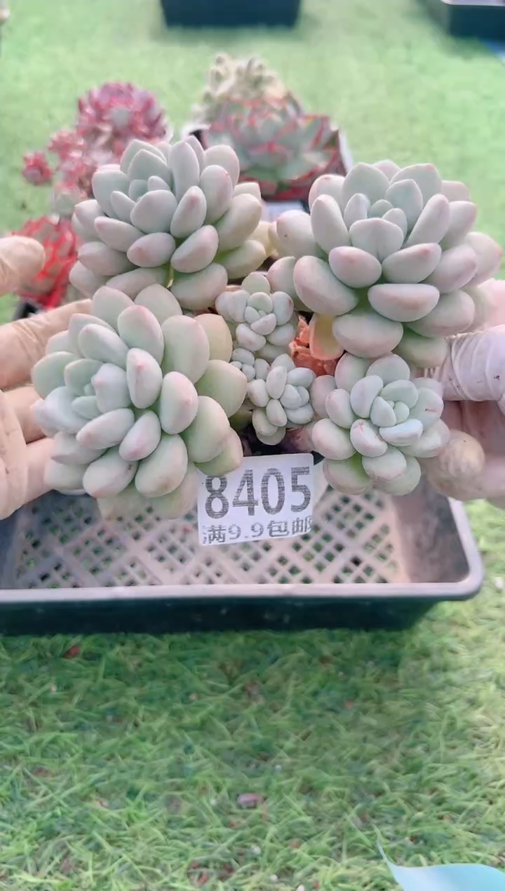 【闪购商品】信福多肉一物一拍