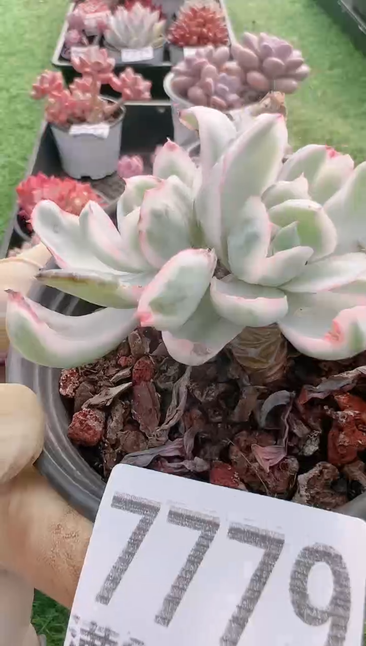 【闪购商品】信福多肉一物一拍