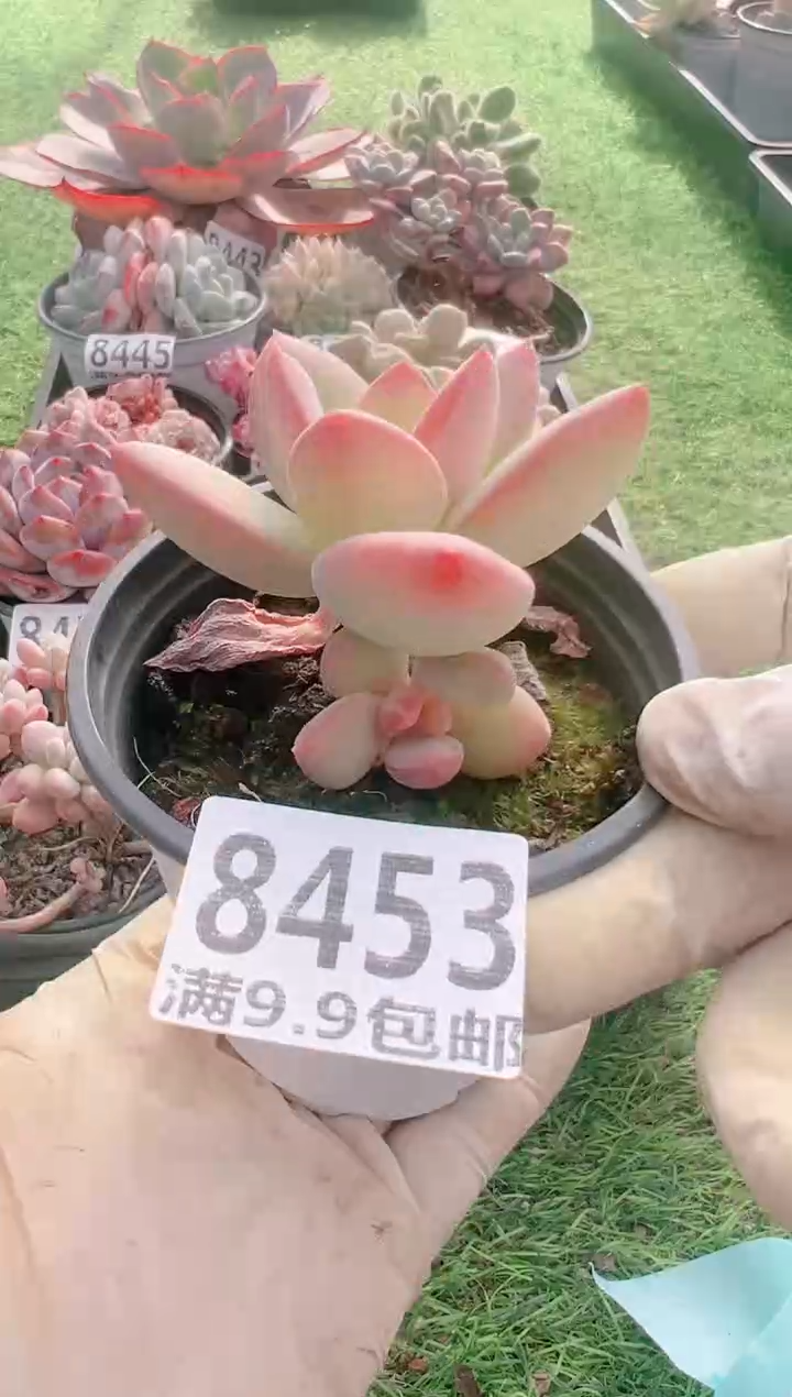 【闪购商品】信福多肉一物一拍