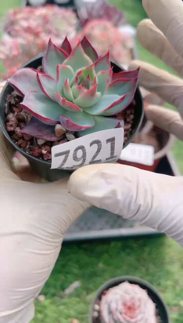 【闪购商品】信福多肉一物一拍