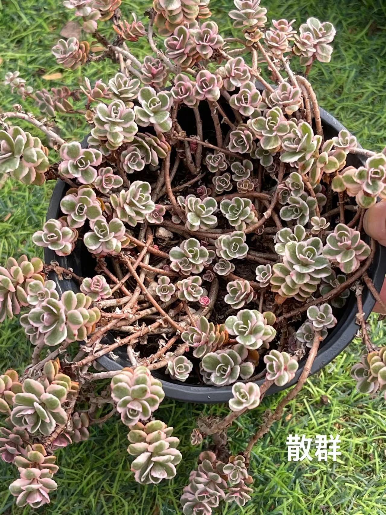 小球玫瑰锦  云南精控多肉