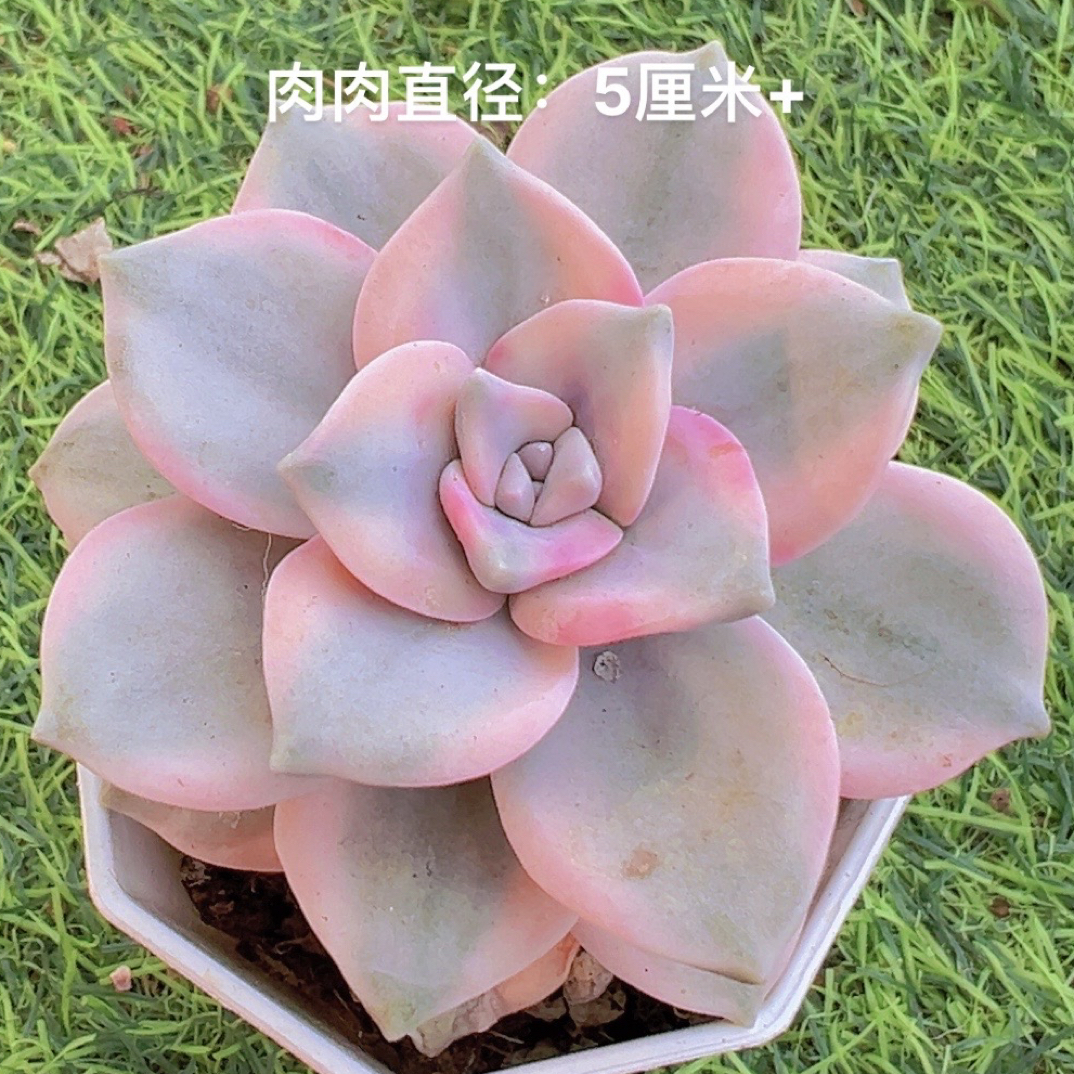 7#紫乐锦单头 多肉植物